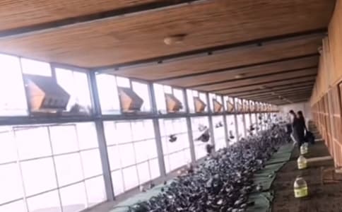 賽級信鴿戰(zhàn)力驚人！